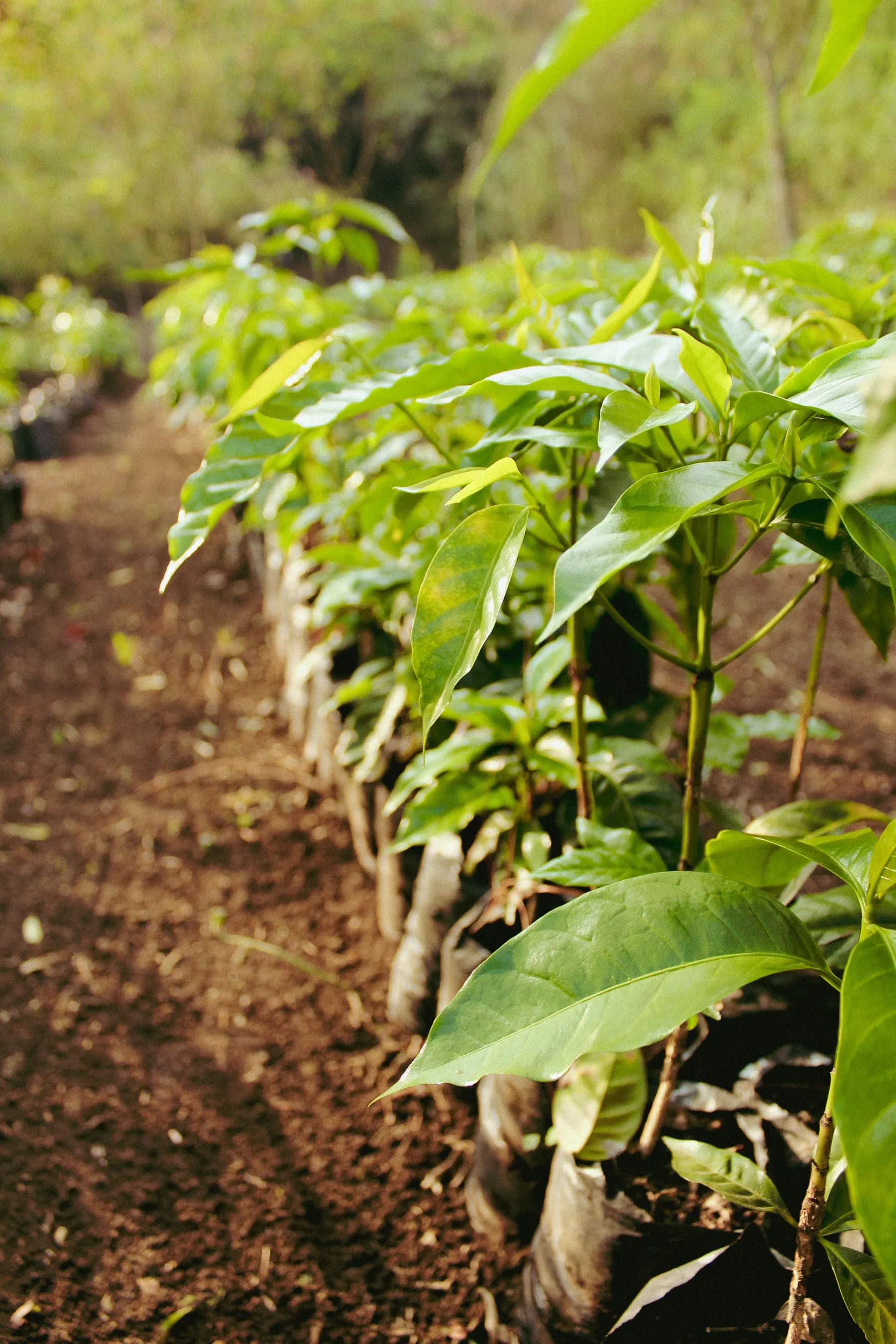 Hilera de plantas jóvenes de café en almácigo, listas para sembrarse en el campo