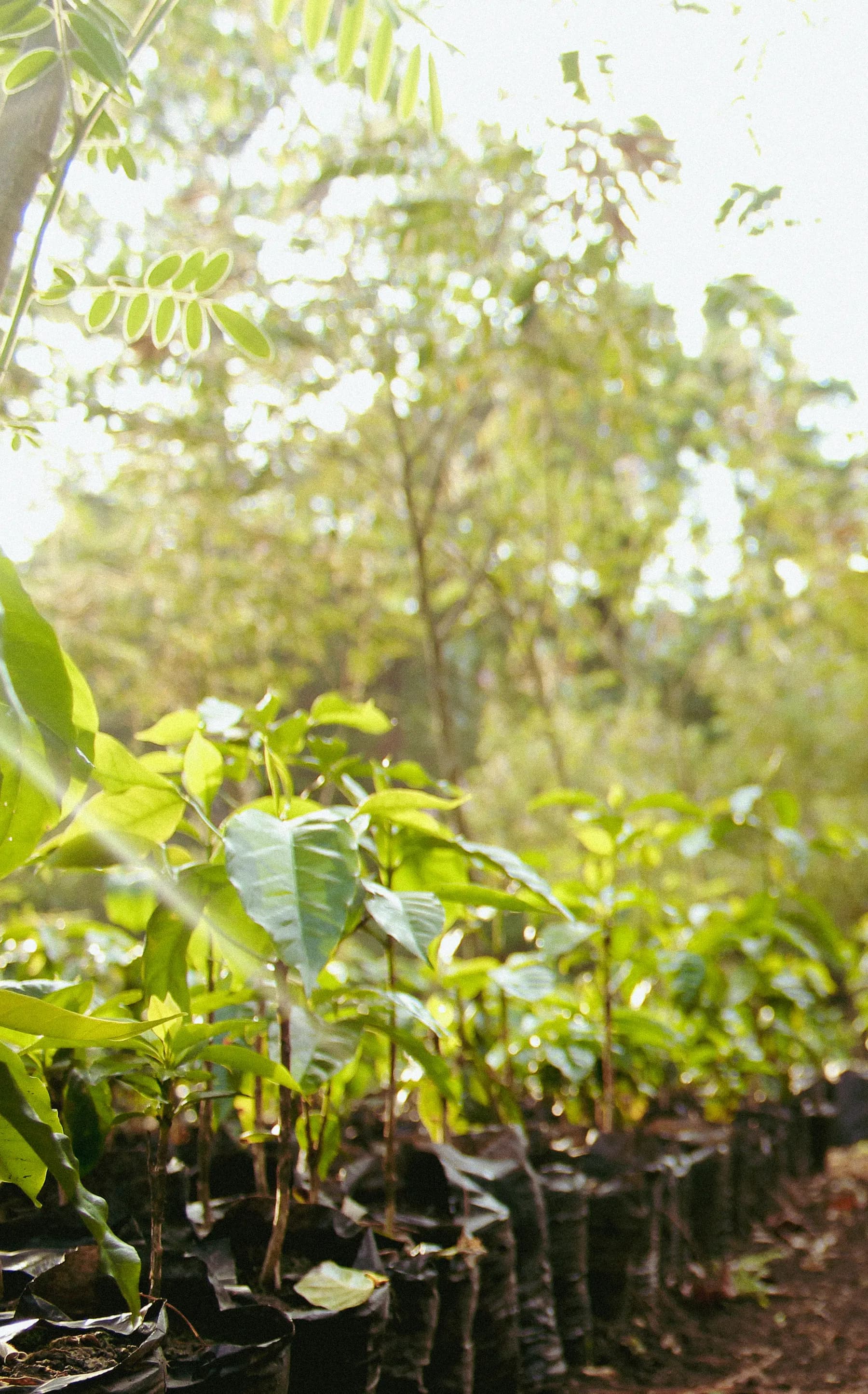 Almácigo de café a contraluz bajo los árboles de sombra de la finca