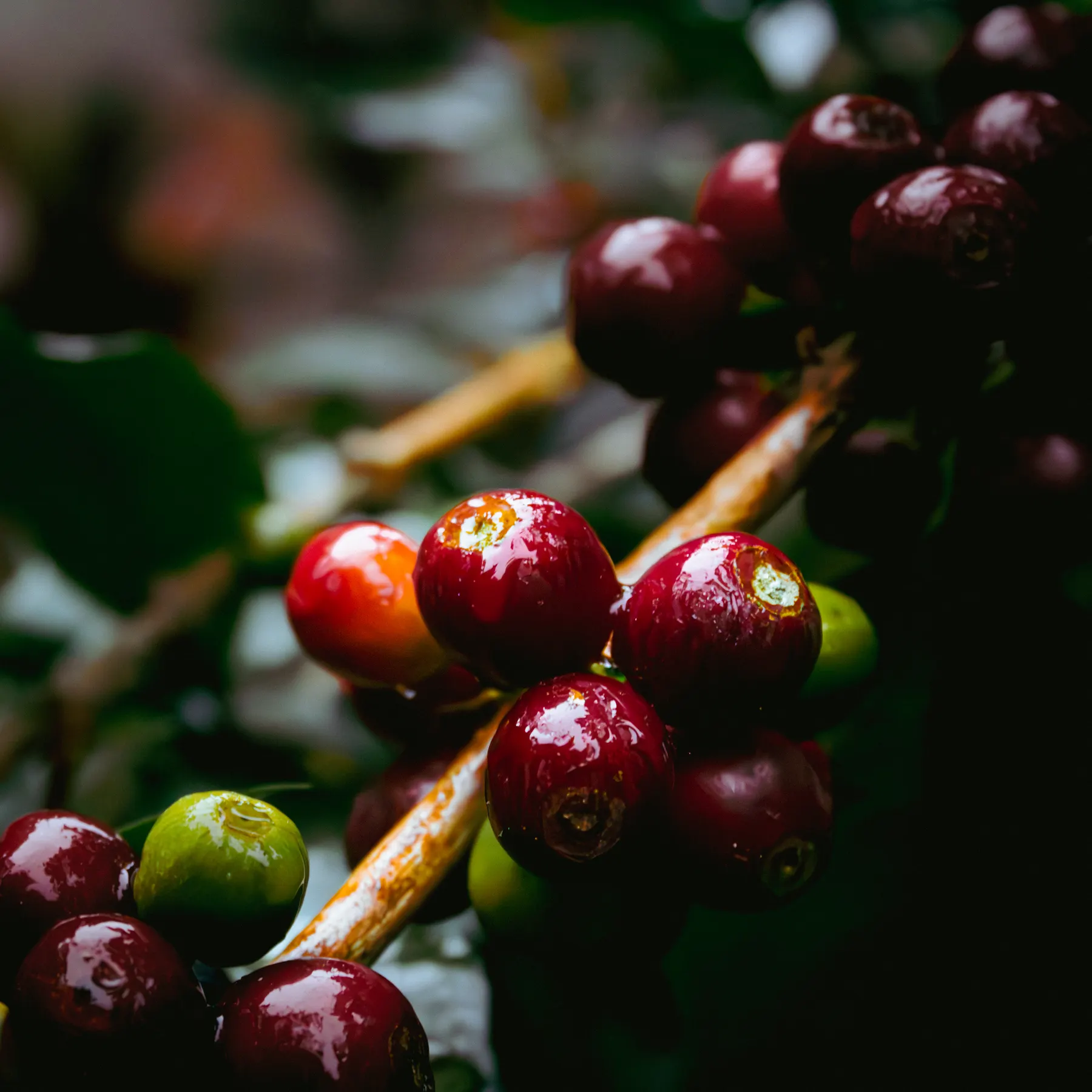 Detalle de cerezas de café maduras, brillantes por la lluvia reciente