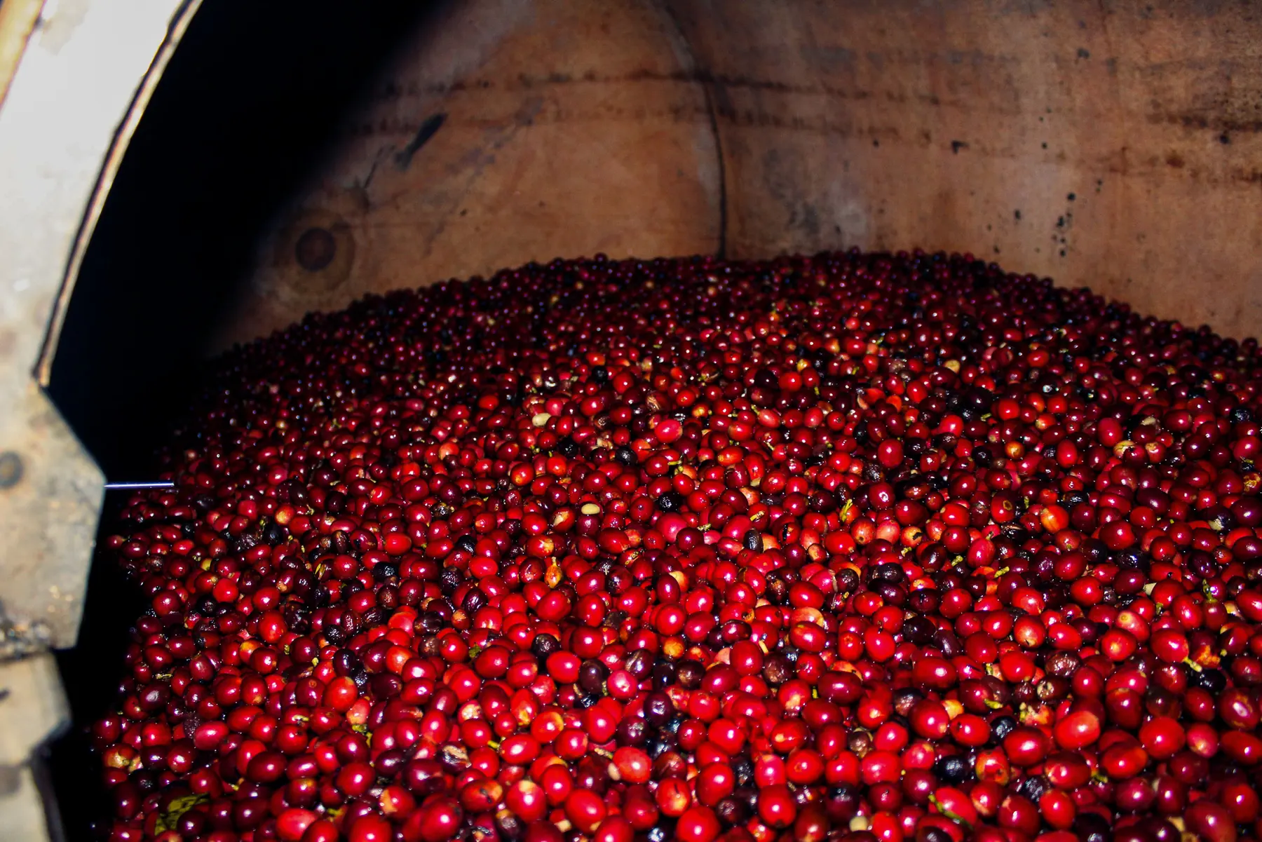 Cerezas de café rojas dentro del tanque de fermentación anaeróbica