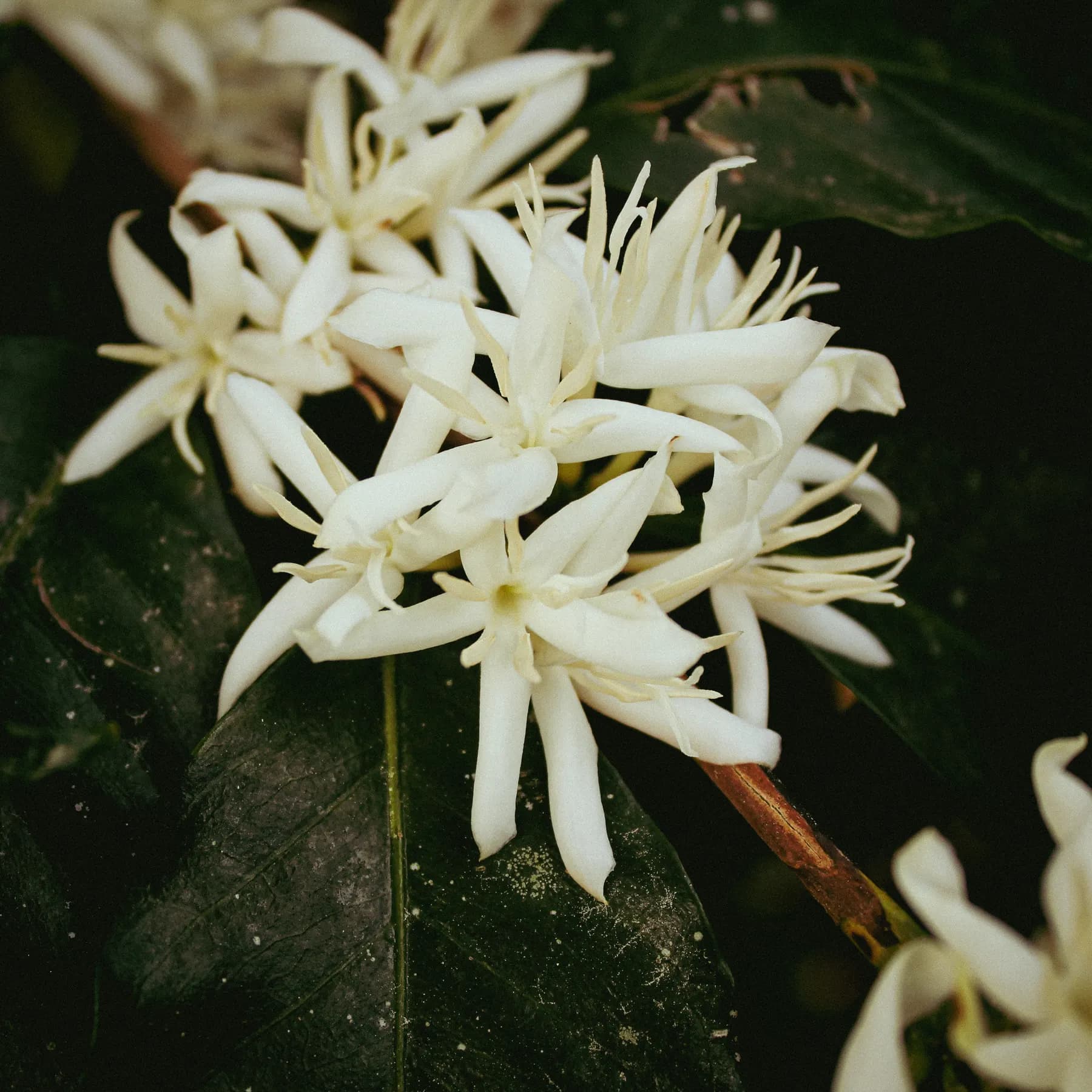 Detalle de las flores blancas de café abiertas sobre las hojas verdes