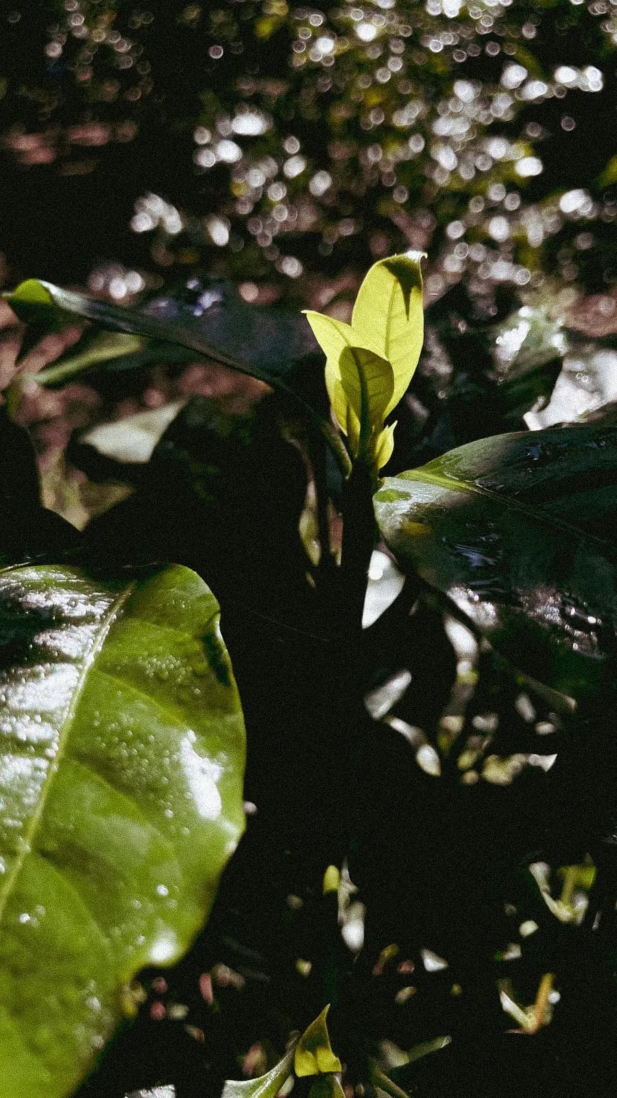 Brote nuevo de una planta de café iluminado por un rayo de sol que atraviesa la sombra