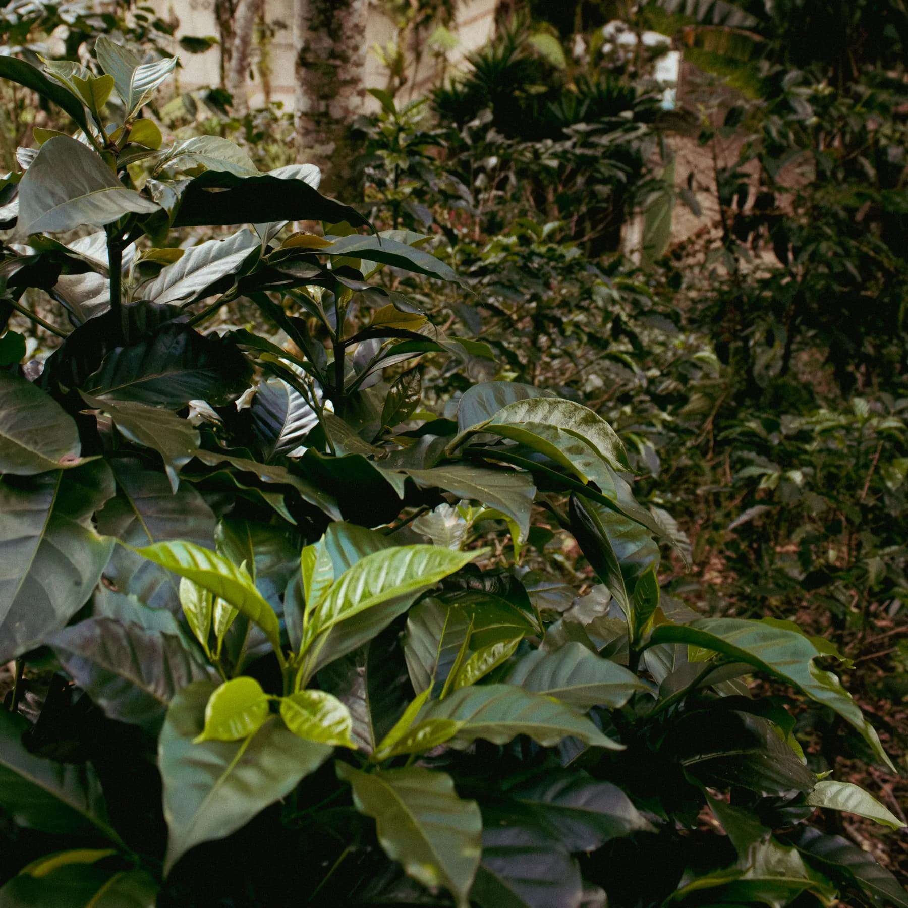 Plantas de café bajo la sombra de árboles grandes, con la luz filtrándose entre las hojas