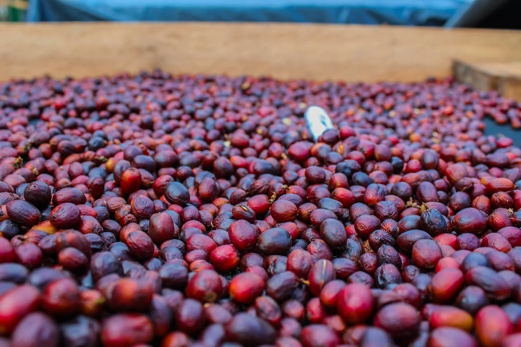 Cerezas de café enteras secándose al sol sobre una cama, como en el proceso natural