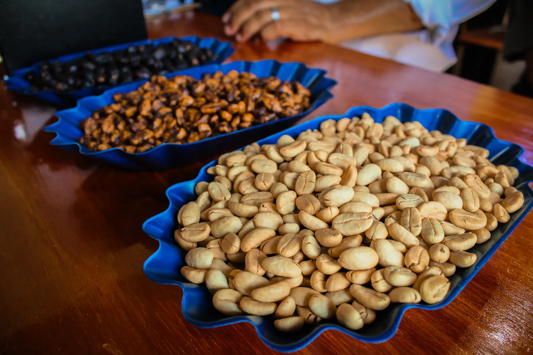 Bandejas con muestras de café listas para catar